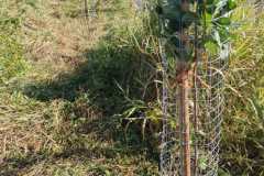 baum