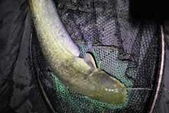IMG-20250708-WA0034